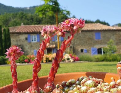 plante grasse fleurie 2